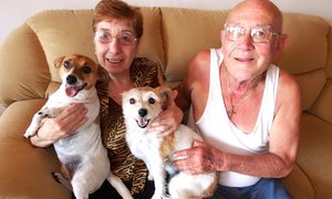 Urgent Home for 2 Jack Russels